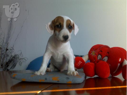 Τζακ Ράσελ Τεριέ - 380 euro